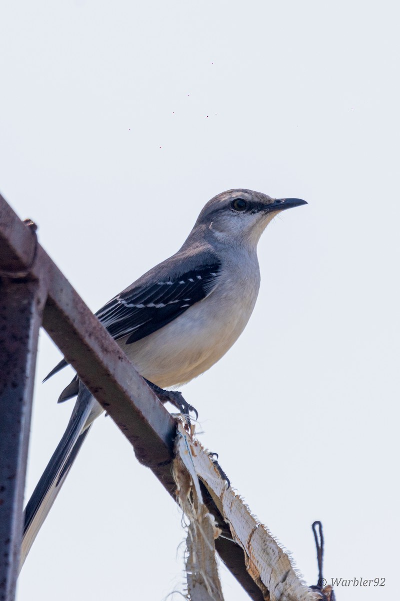 Tropical Mockingbird - ML613488632