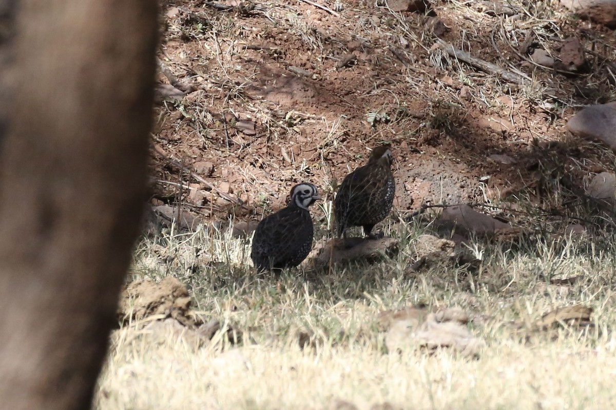 Montezuma Quail - ML613488636