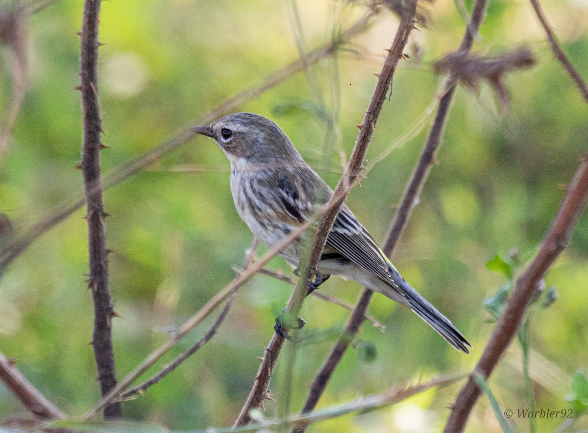 Yellow-rumped Warbler (Myrtle) - ML613488647