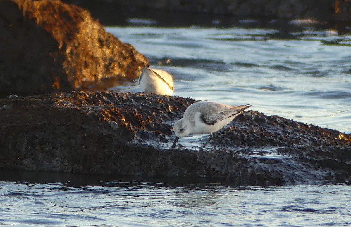 Sanderling - ML613488693