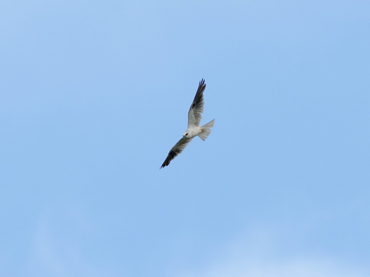 Black-shouldered Kite - Rolo Rodsey