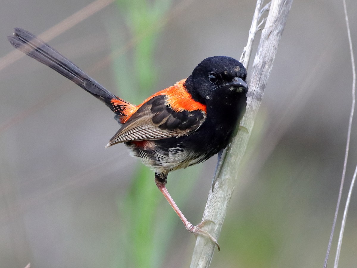 Red-backed Fairywren - Rolo Rodsey