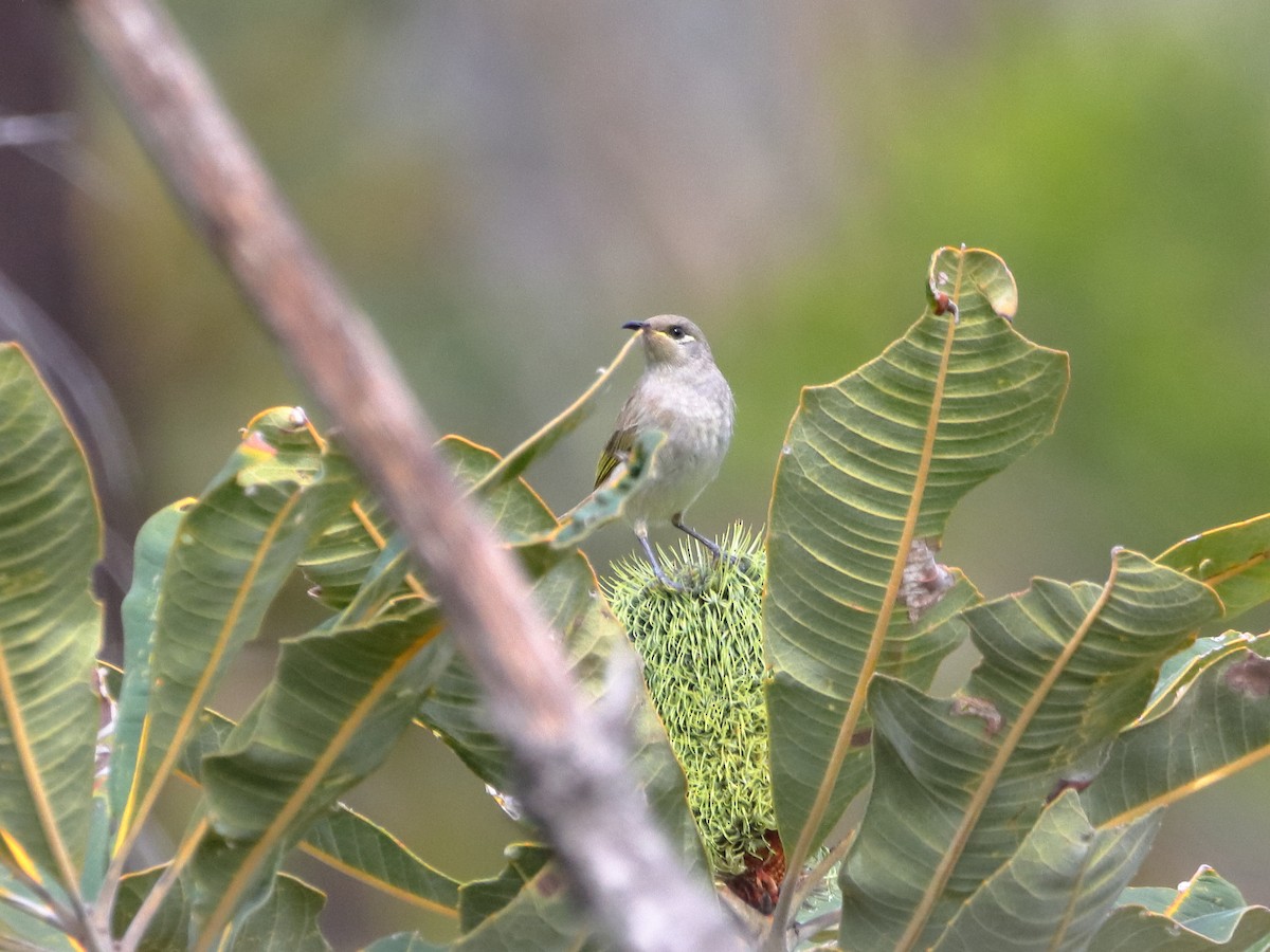 Brown Honeyeater - Rolo Rodsey