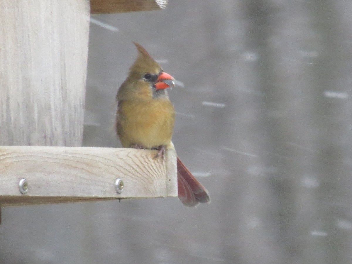 Cardinal rouge - ML613488785