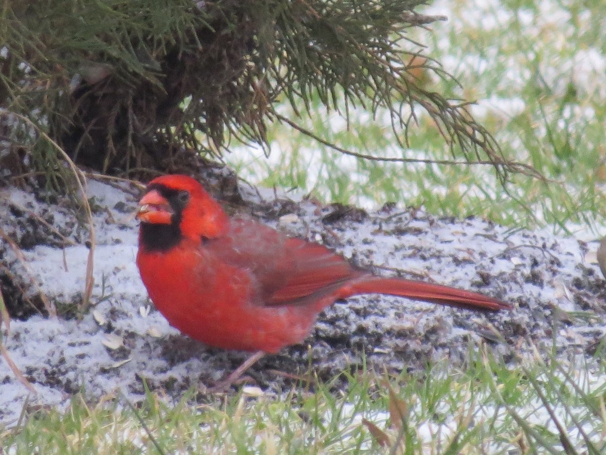 Cardinal rouge - ML613488794