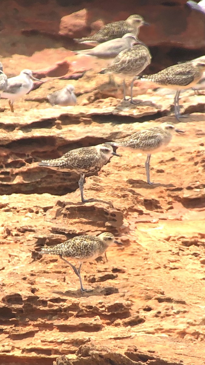 American Golden-Plover - ML613488940