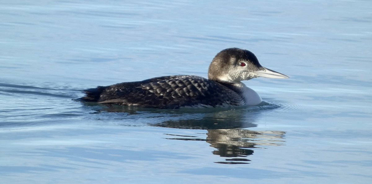 Common Loon - ML613488953