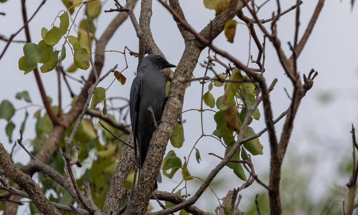 Common Cicadabird (Slender-billed) - ML613489028