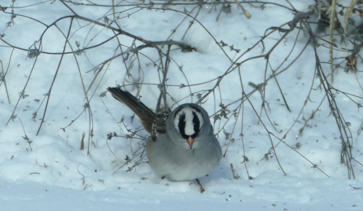 White-crowned Sparrow - ML613489064