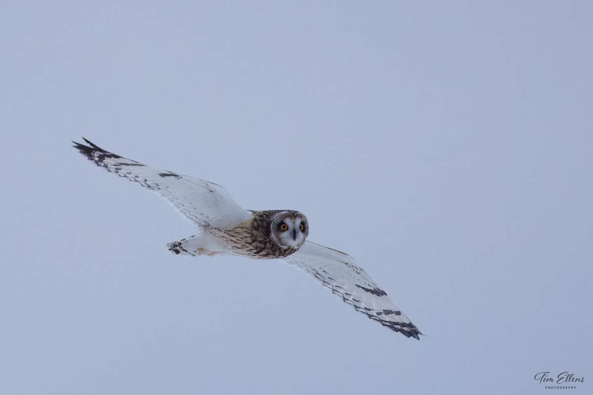 Short-eared Owl - ML613489081