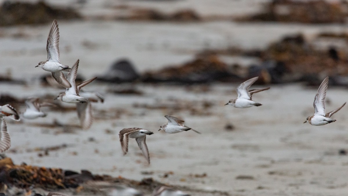 Sanderling - ML613489105