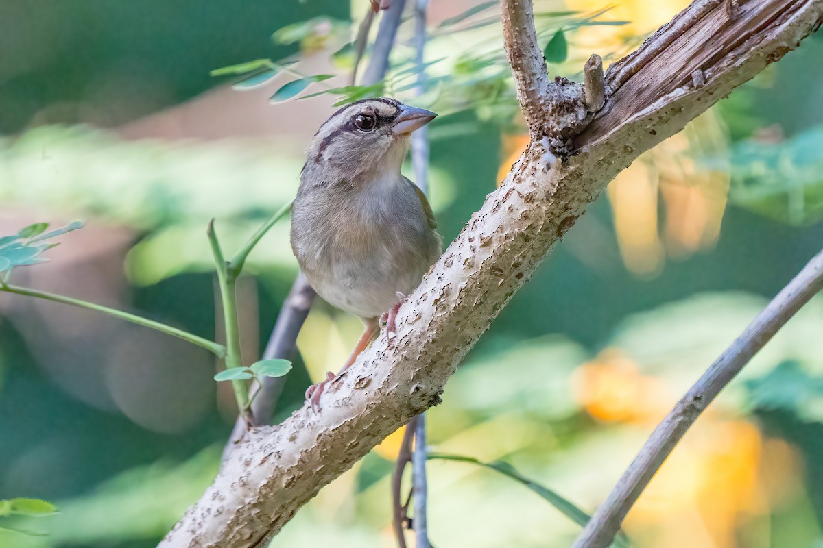 Olive Sparrow - ML613489124