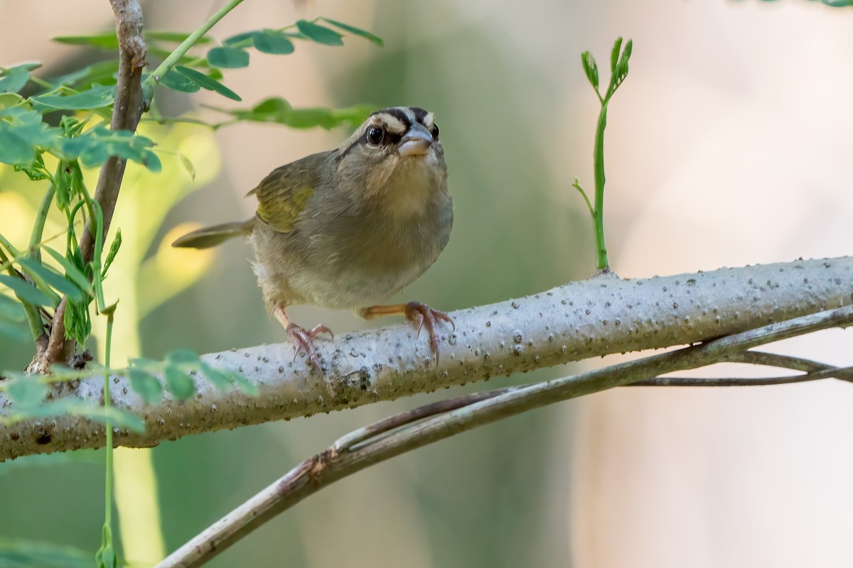 Olive Sparrow - ML613489125