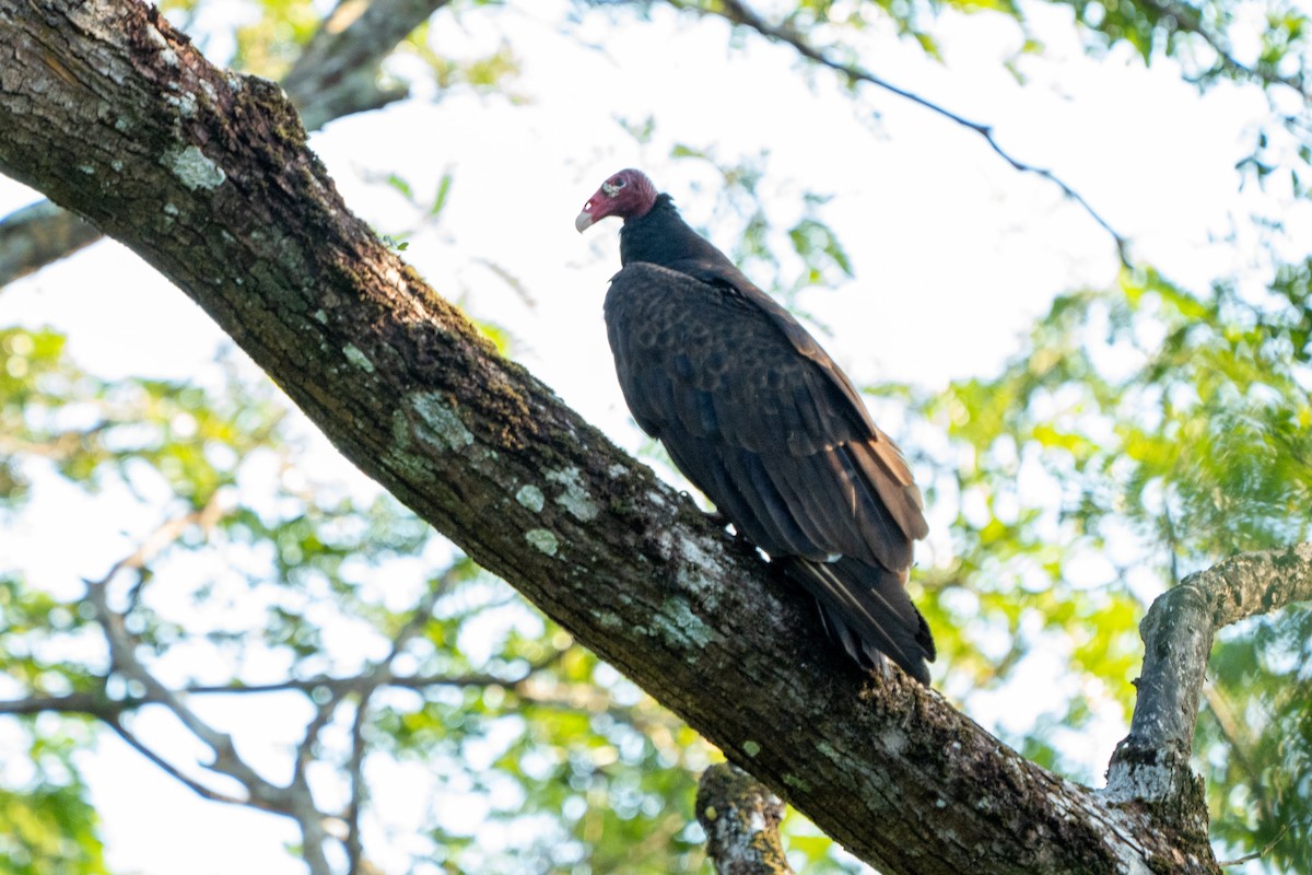 Urubu à tête rouge (ruficollis) - ML613489143