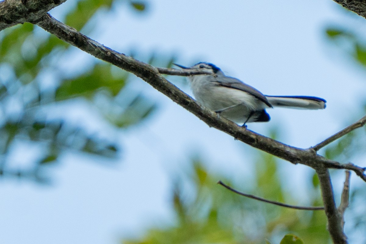 White-lored Gnatcatcher - Tyler Wenzel