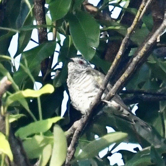 Little Bronze-Cuckoo - ML613489221