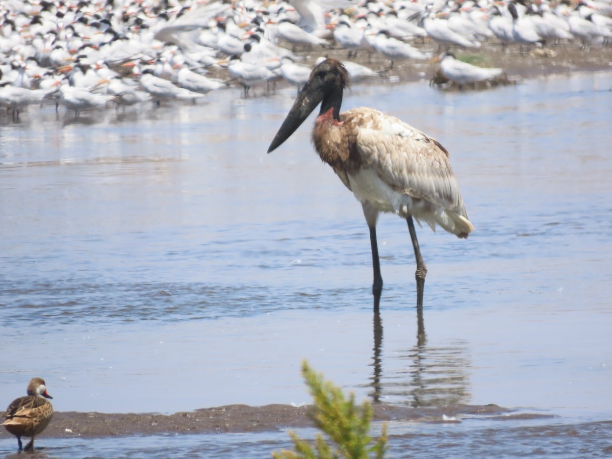 Jabiru - ML613489225