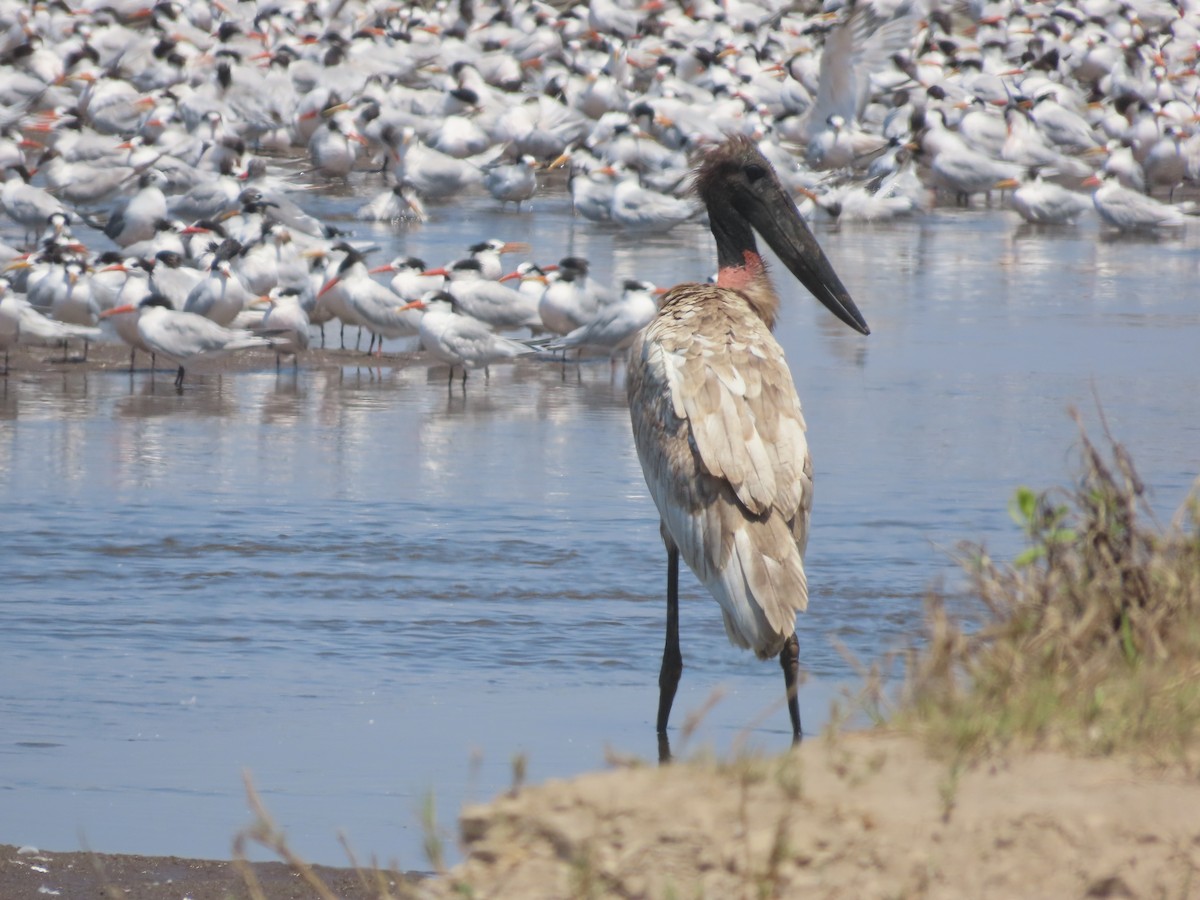 Jabiru - ML613489227