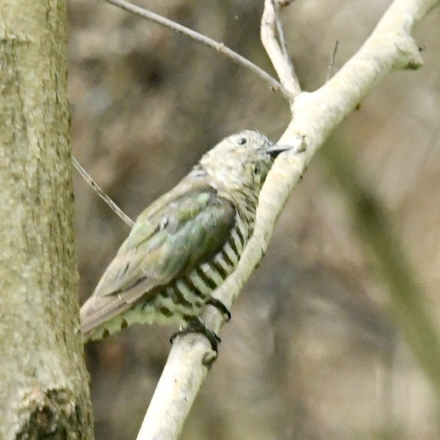 Shining Bronze-Cuckoo - ML613489263