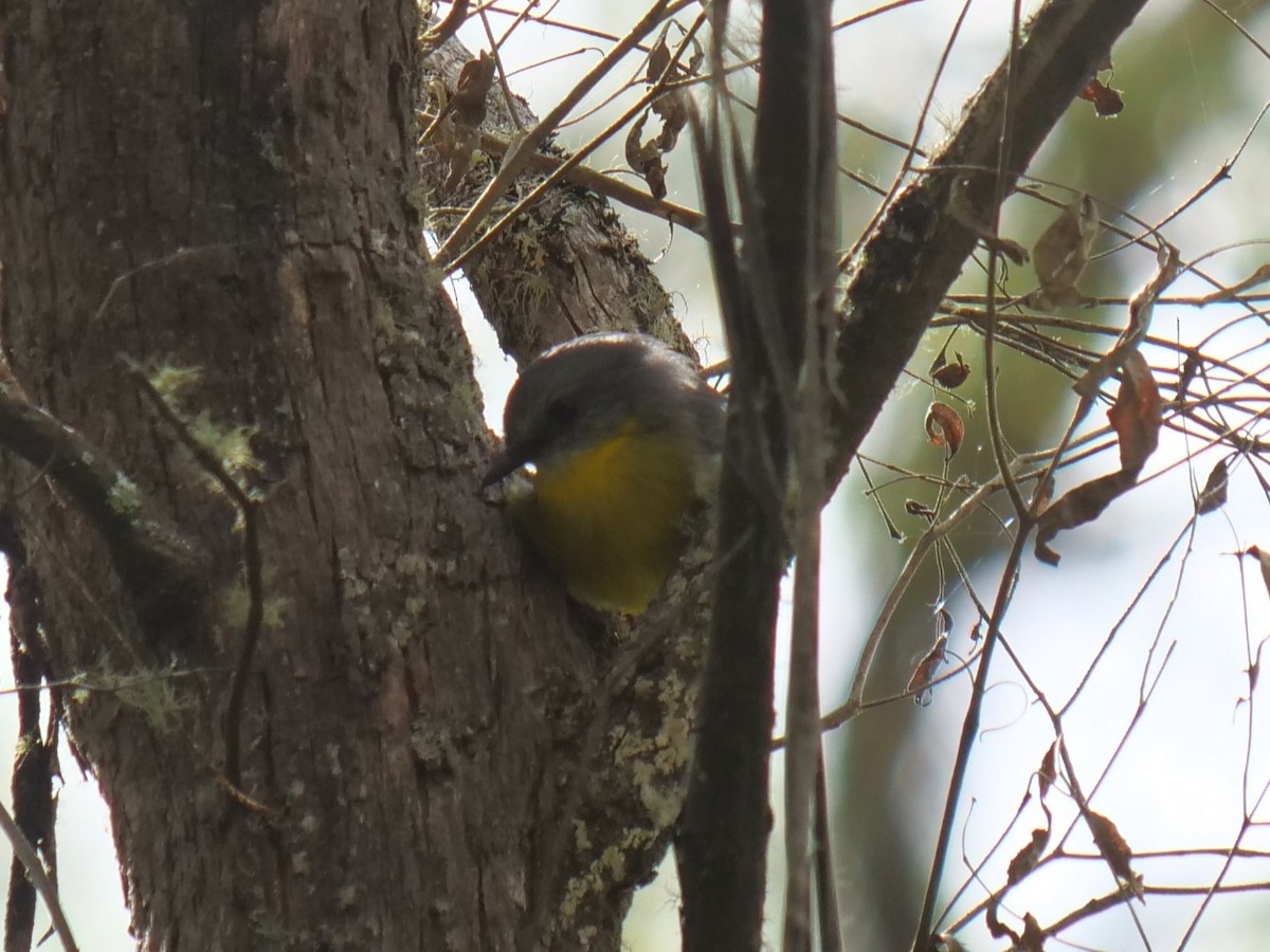 Eastern Yellow Robin - Carl Handreck