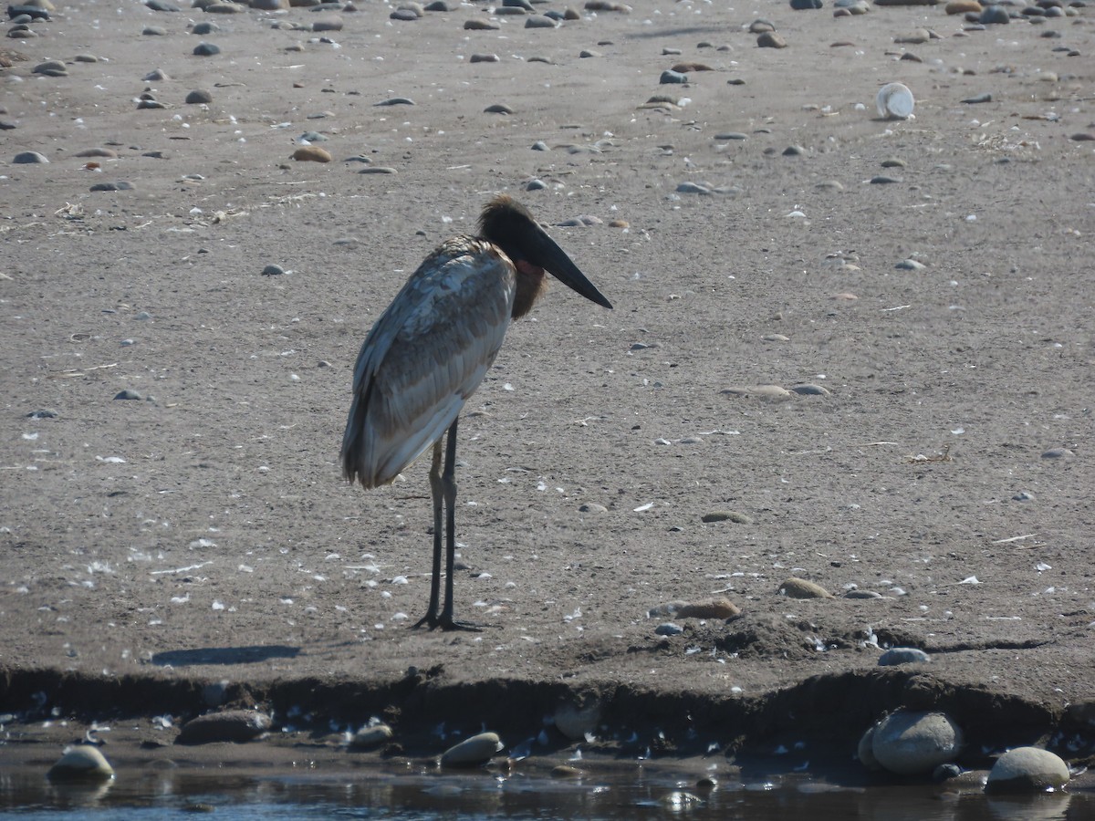 Jabiru - ML613489347