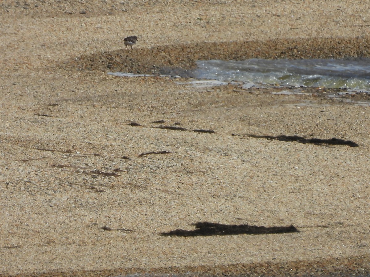 Ruddy Turnstone - Kevin Rohling