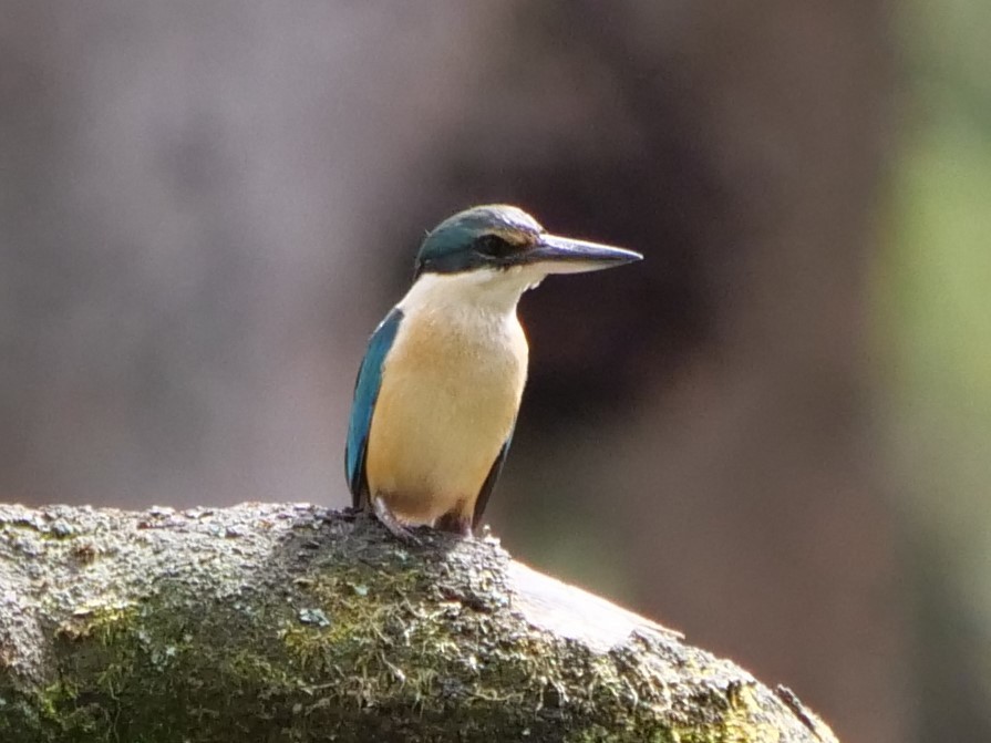 Sacred Kingfisher - Carl Handreck