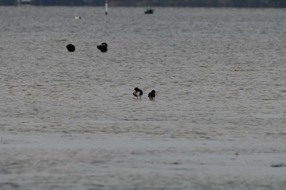 Pied Oystercatcher - Hitomi Ward