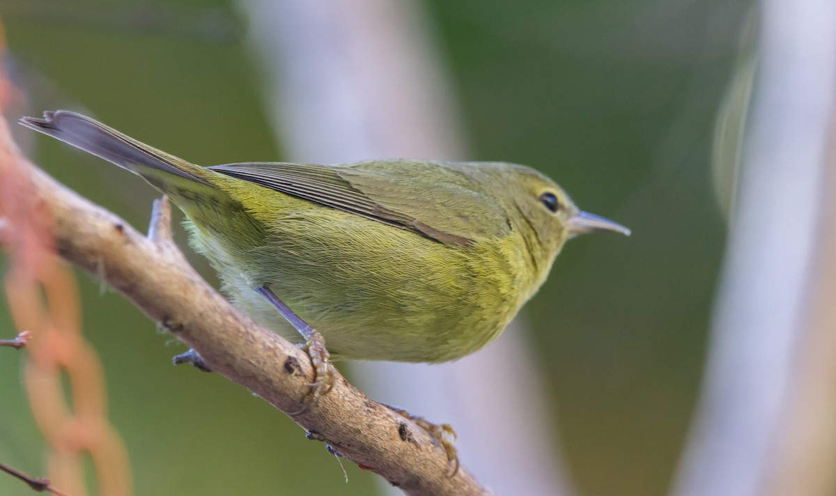 Orange-crowned Warbler (sordida) - ML613489452