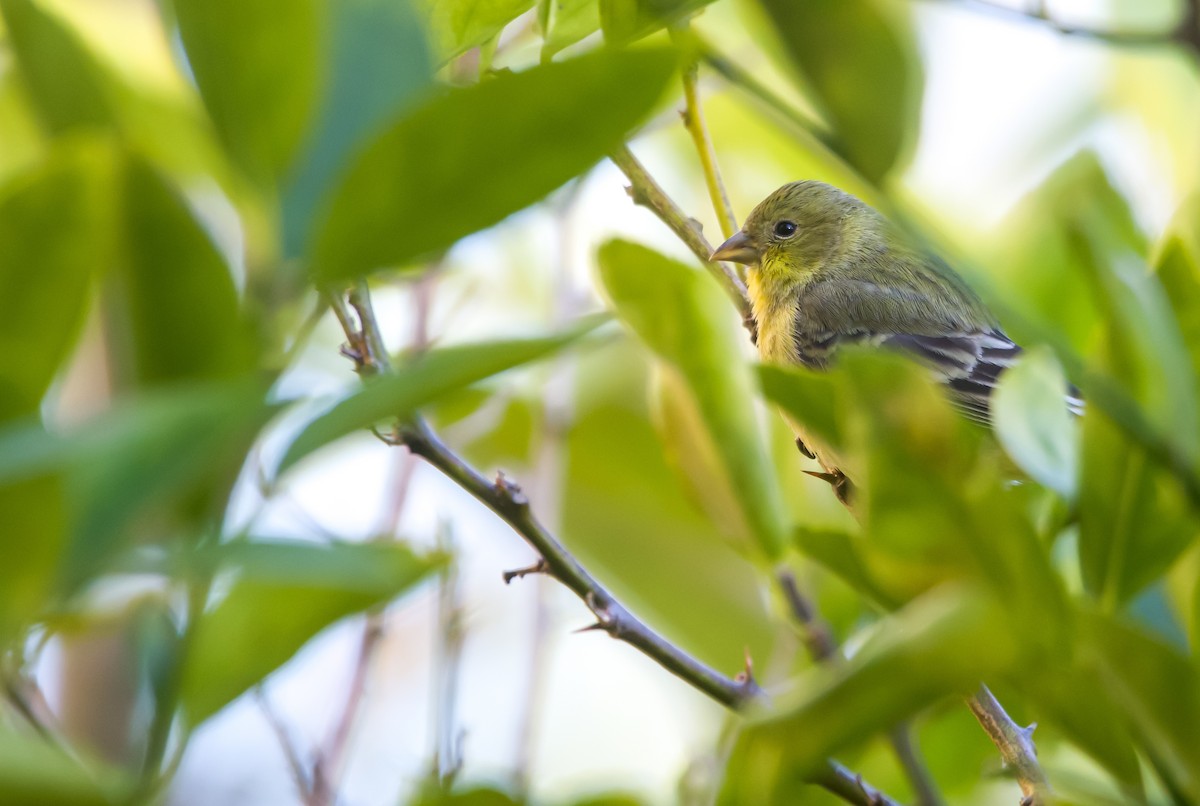 Lesser Goldfinch - ML613489458