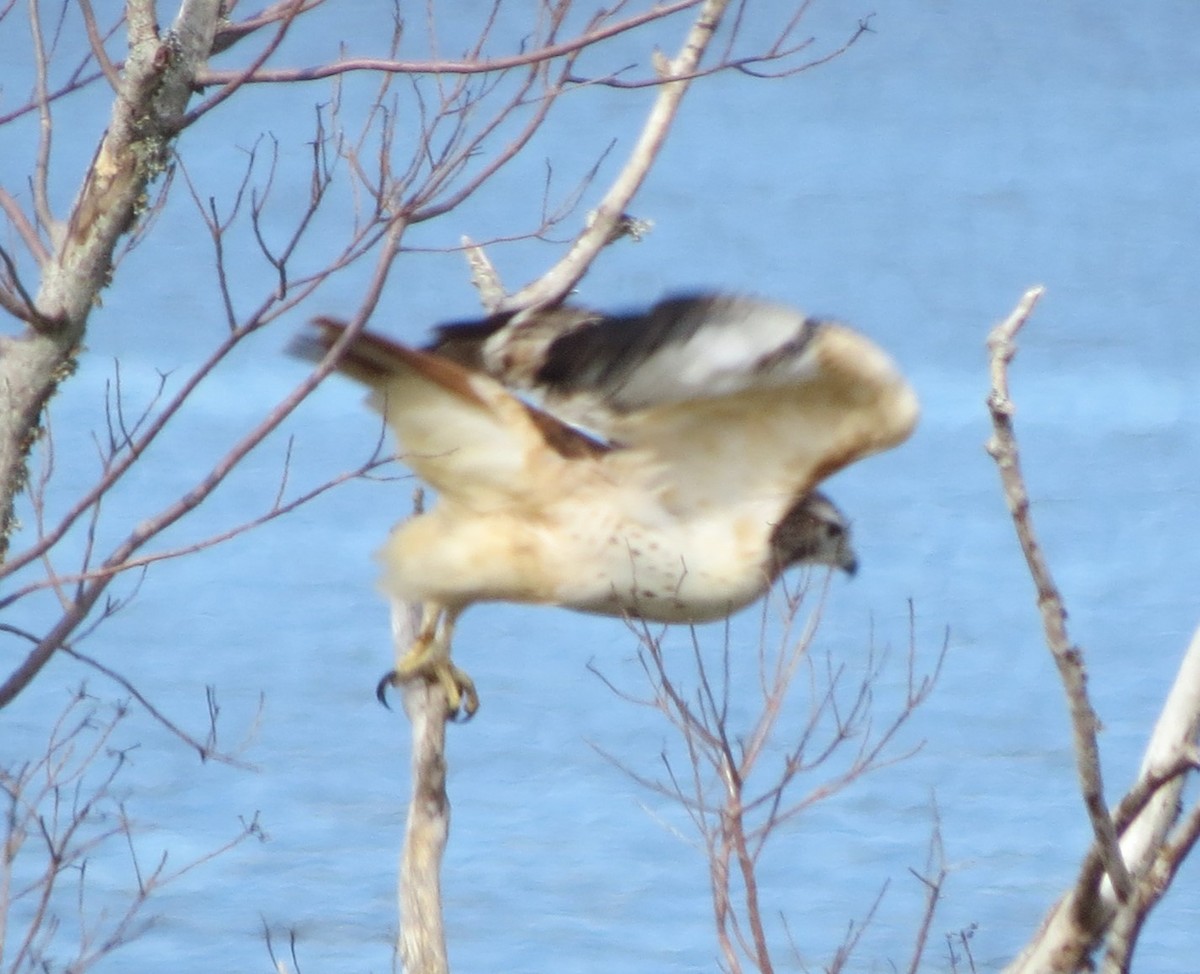 Red-tailed Hawk (Krider's) - ML613489481