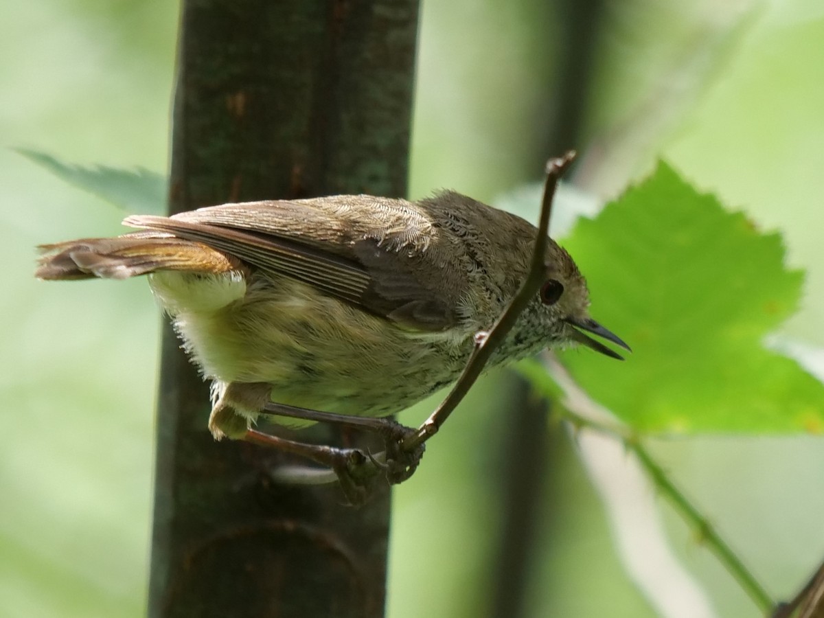 Brown Thornbill - ML613489550