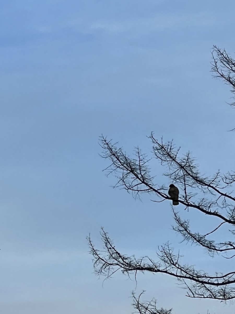 Bald Eagle - Tracy Tran