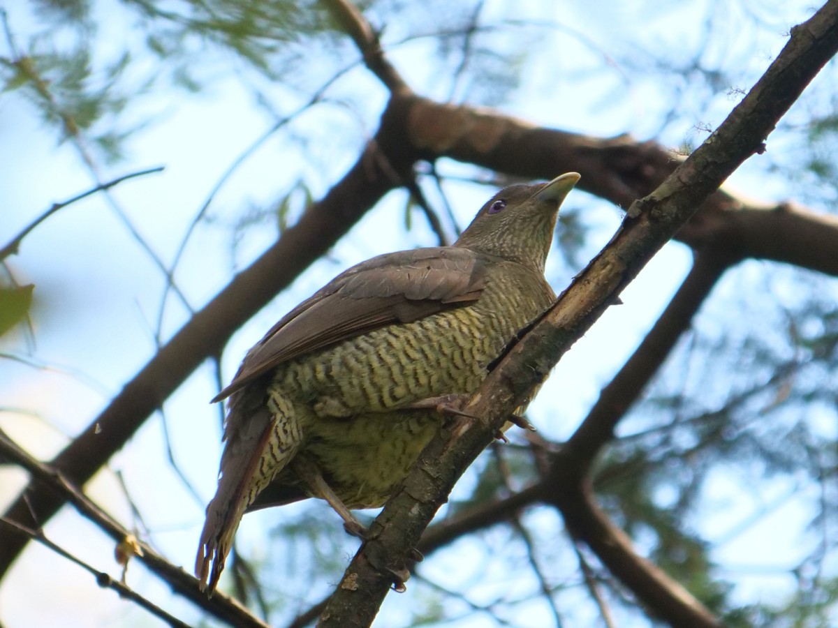 Satin Bowerbird - Carl Handreck