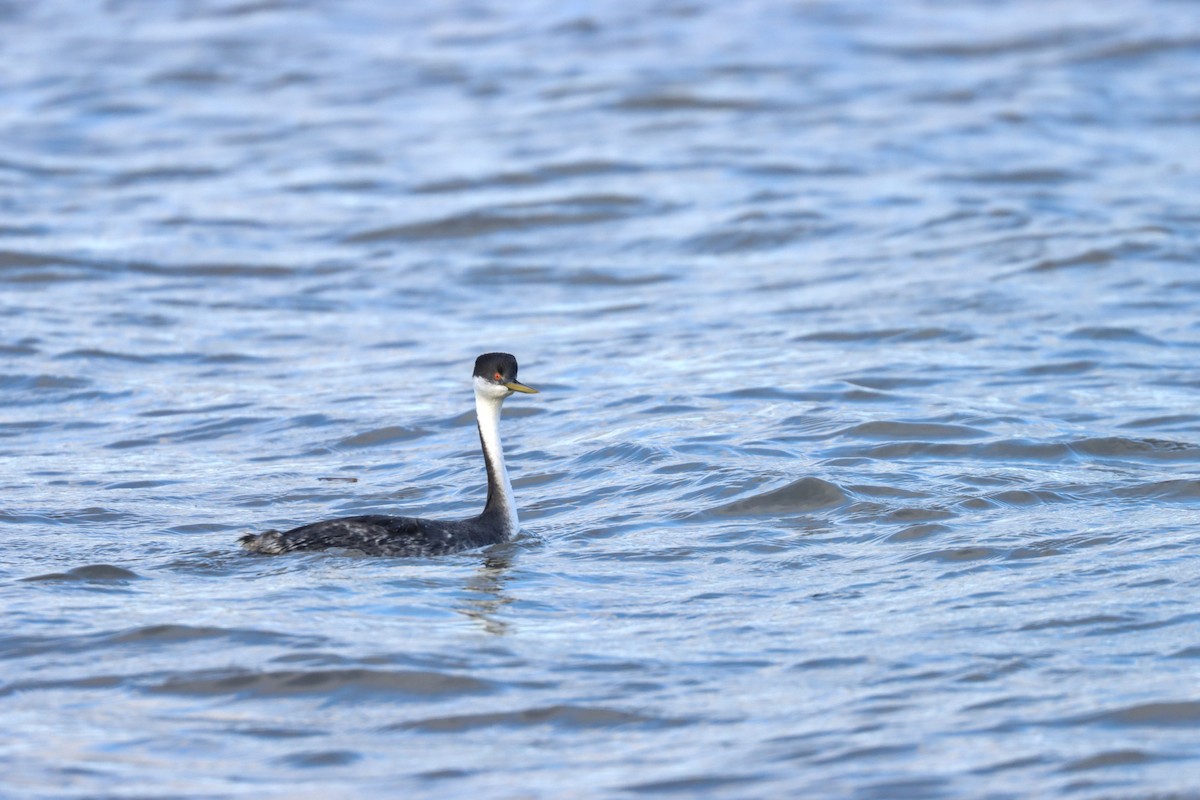 Western Grebe - Isoo O'Brien