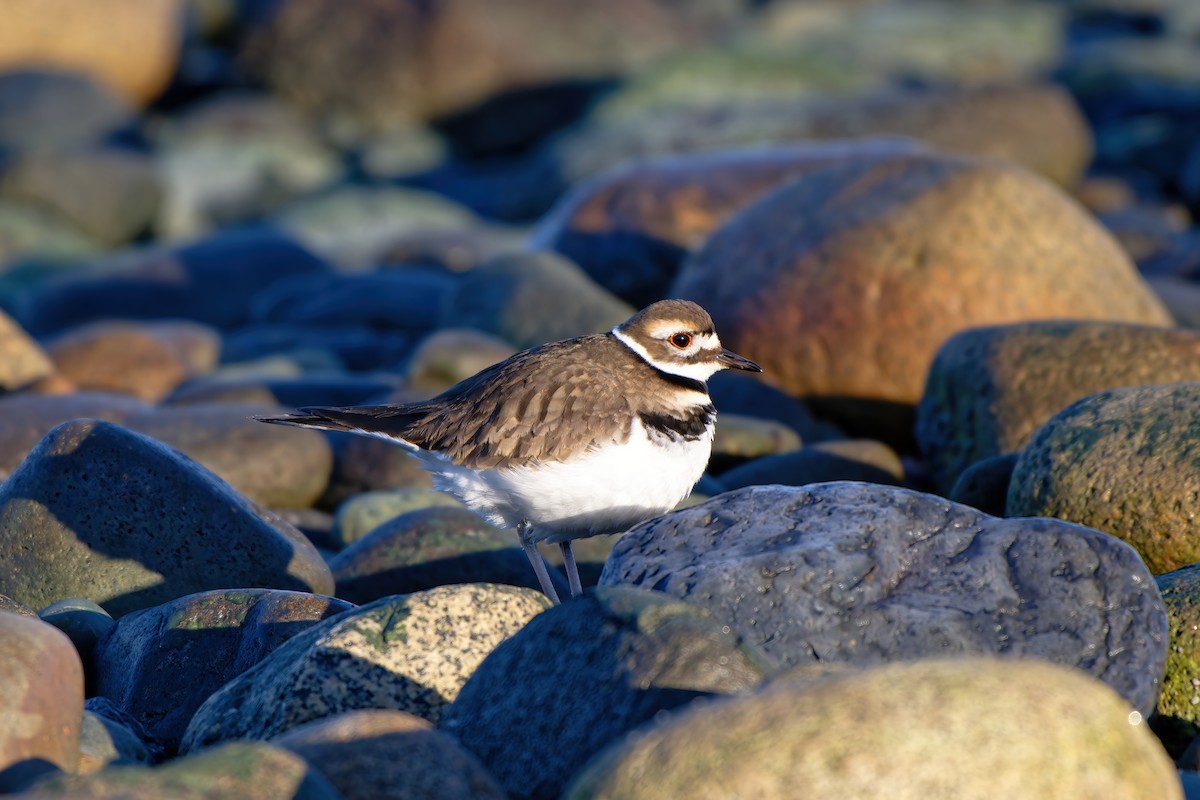 Killdeer - ML613489748