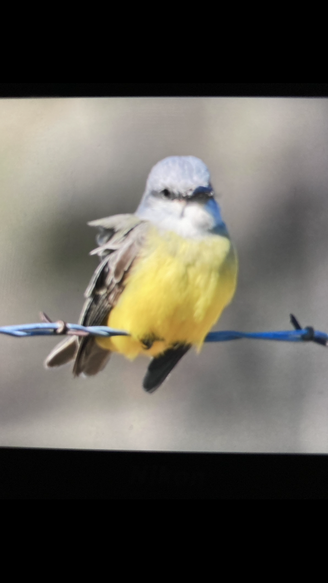 Tropical Kingbird - ML613489750