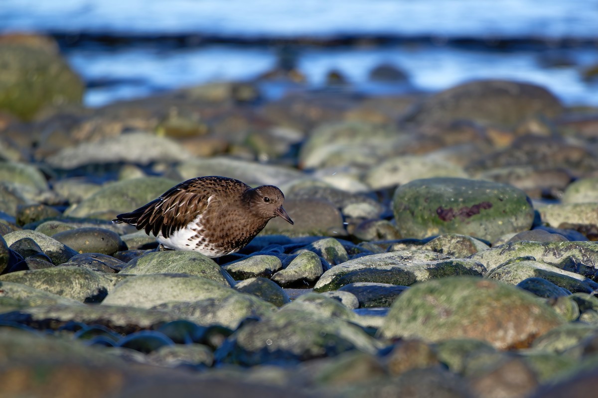 Black Turnstone - ML613489754