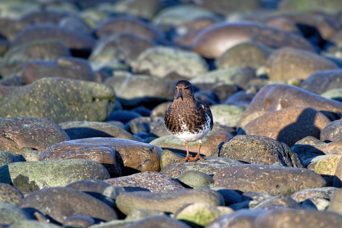 Black Turnstone - ML613489764