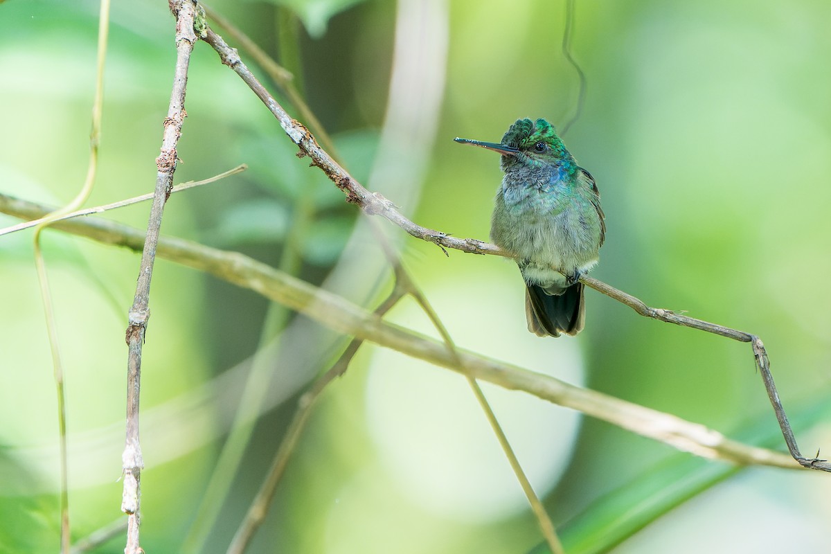 Charming Hummingbird - ML613489766