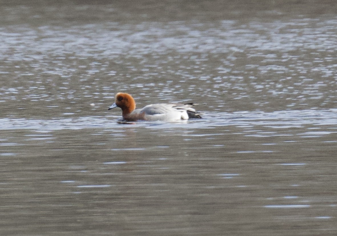 Eurasian Wigeon - Christopher Veale