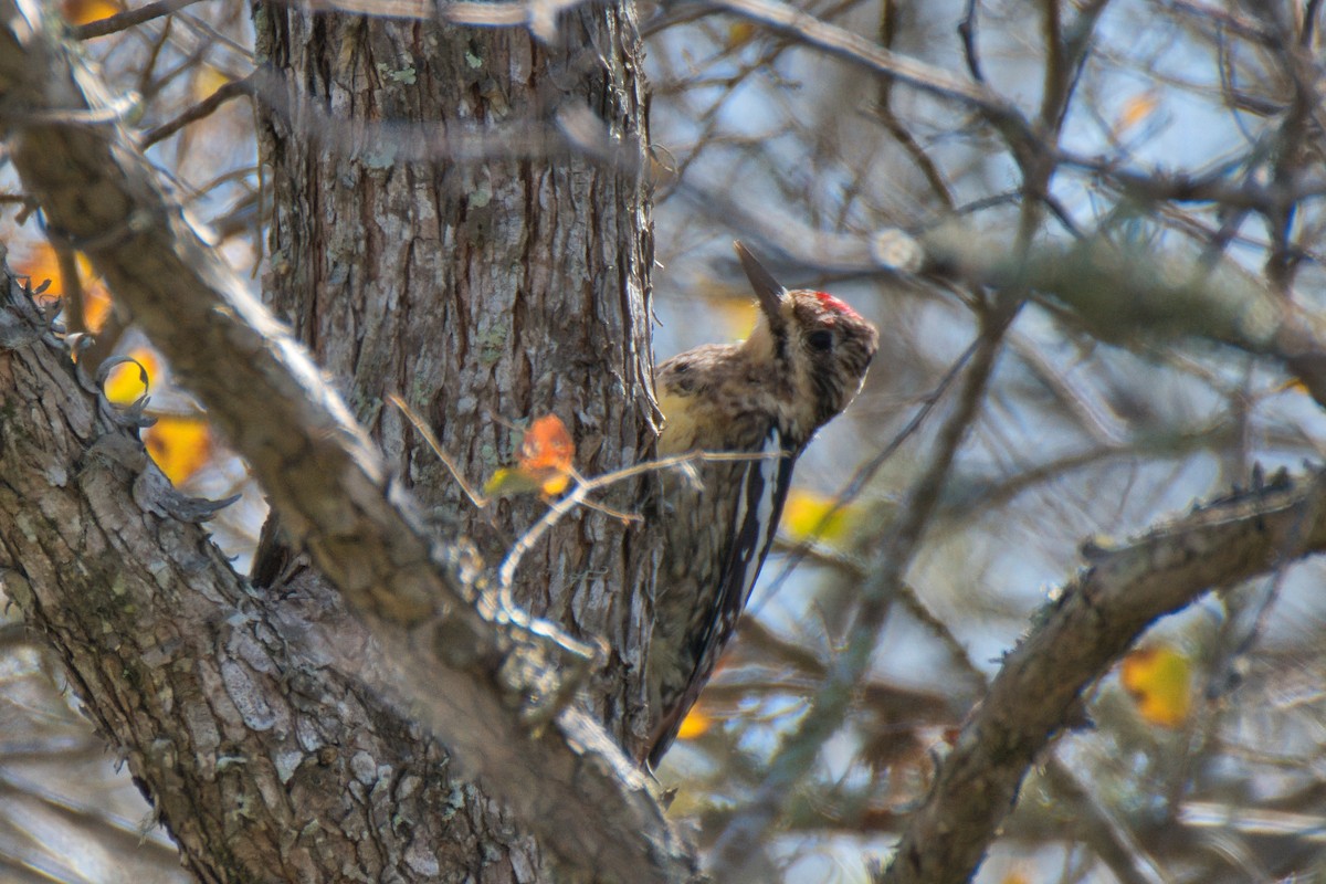 Yellow-bellied Sapsucker - ML613489814