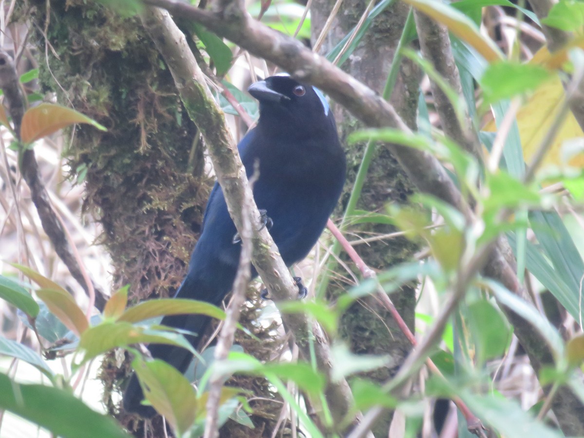 Azure-hooded Jay - ML613489868