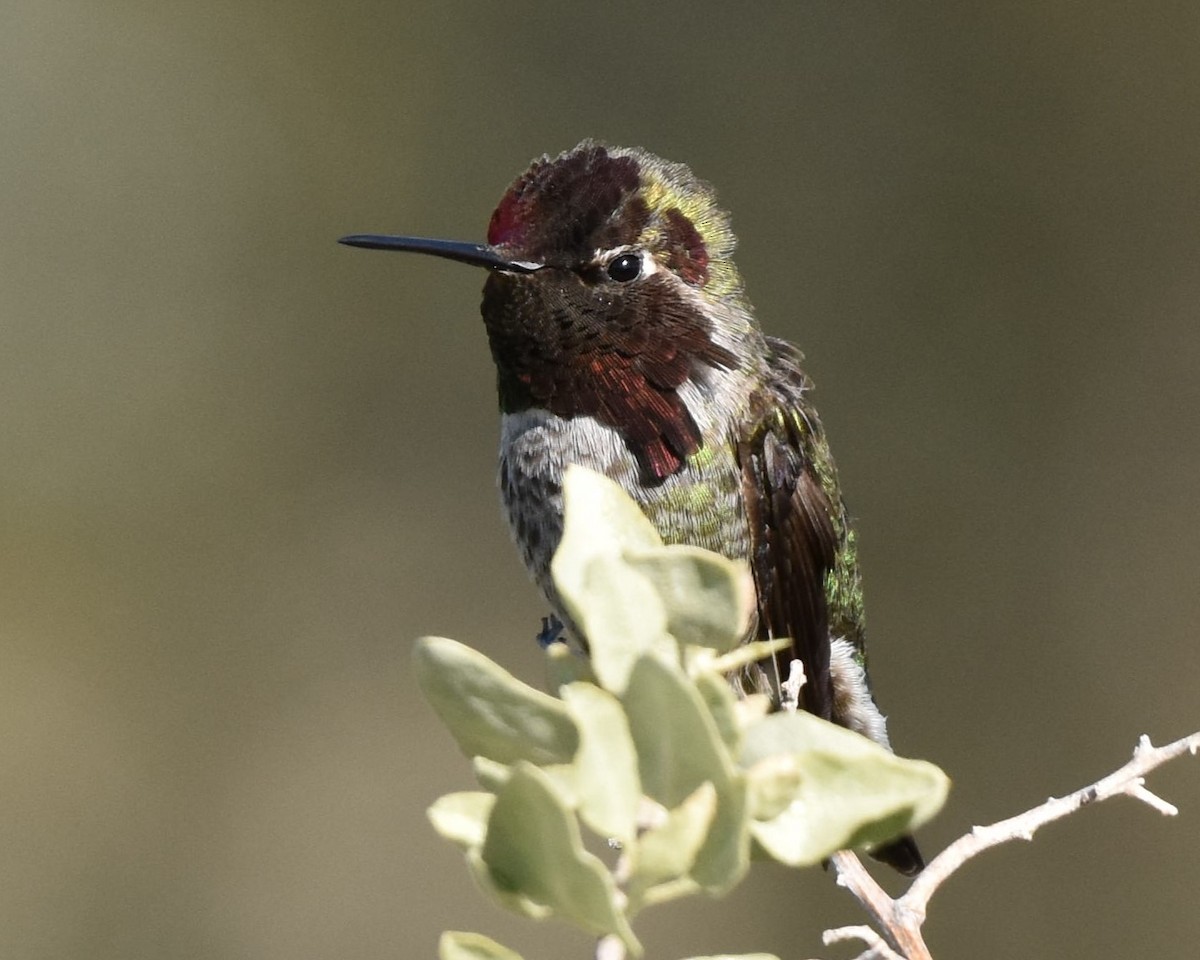 Anna's Hummingbird - jerry ewing