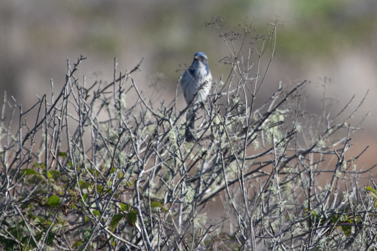 California Scrub-Jay - ML613489876