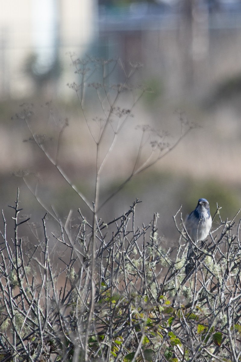 California Scrub-Jay - ML613489878