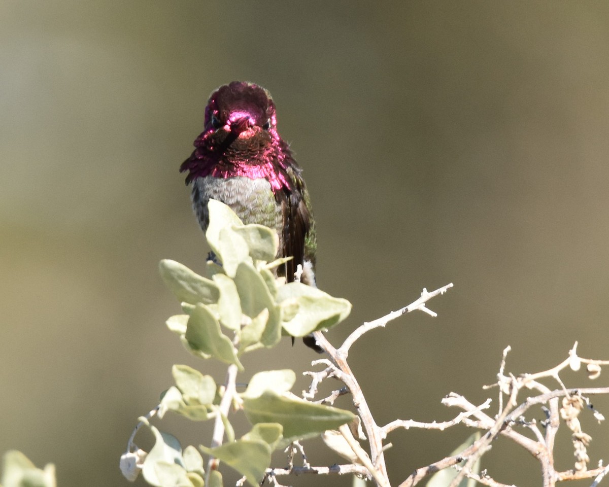 Anna's Hummingbird - jerry ewing