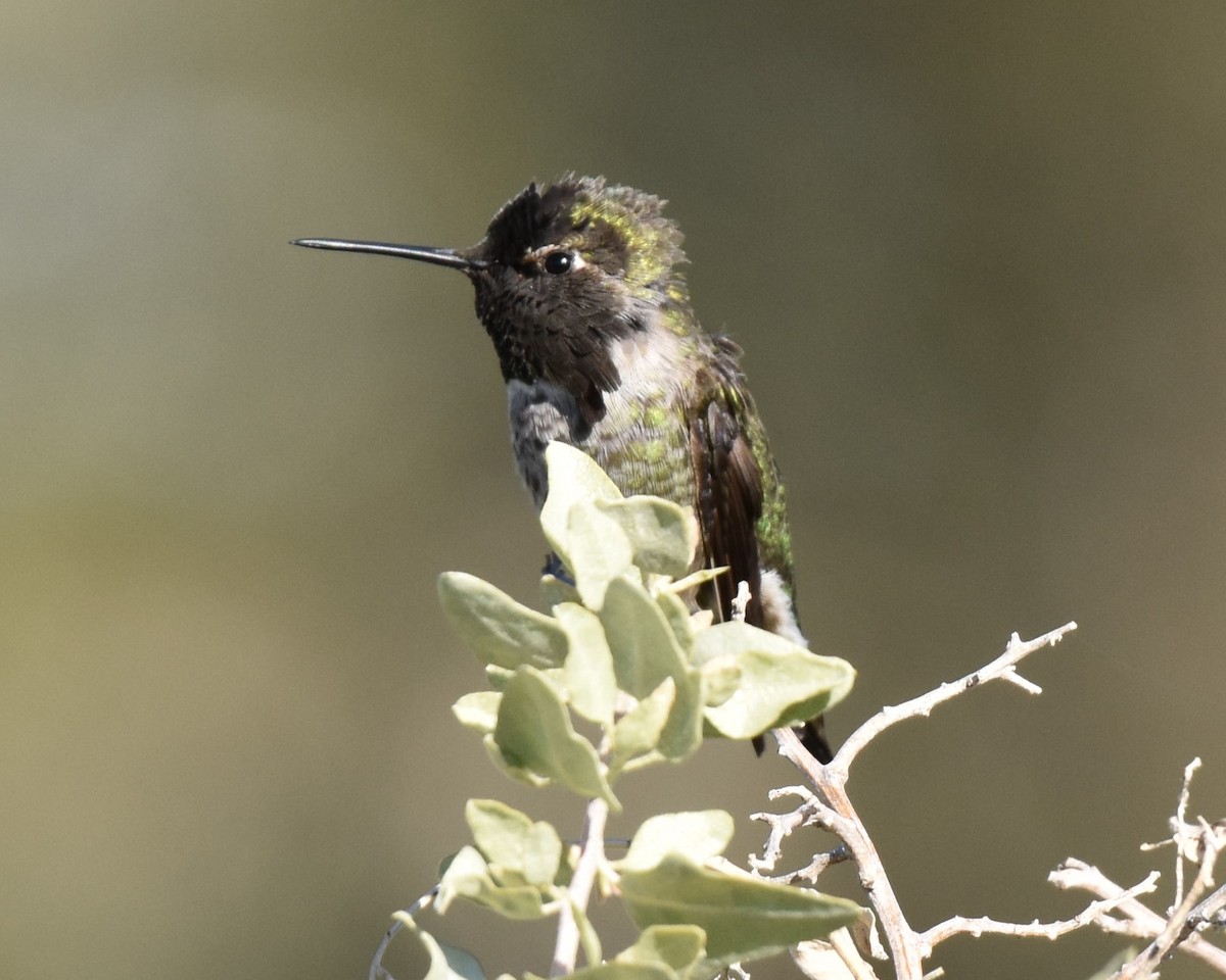 Anna's Hummingbird - jerry ewing