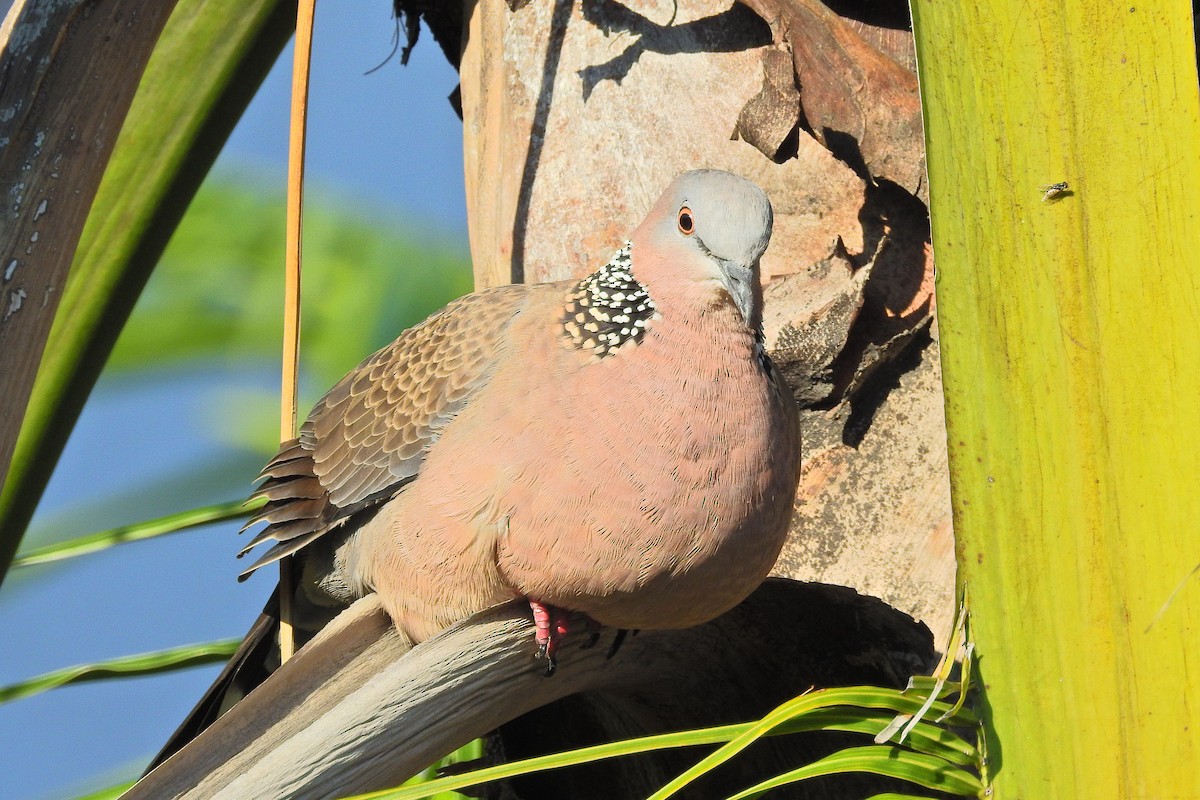 珠頸斑鳩(chinensis/tigrina) - ML613489930