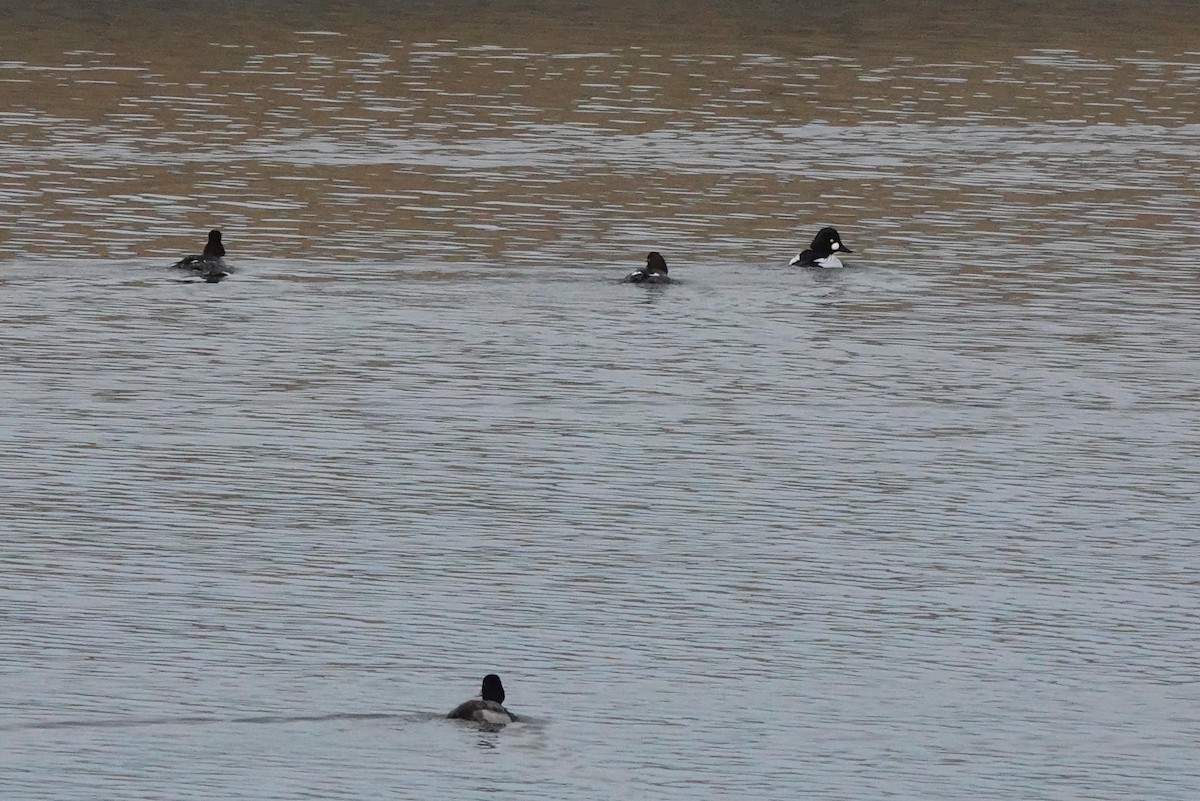 Common Goldeneye - ML613489984